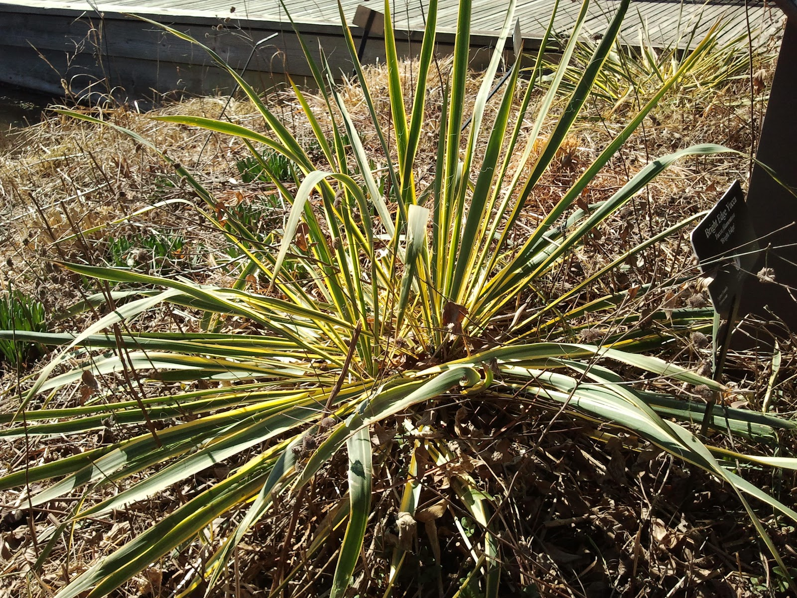 yellow yucca