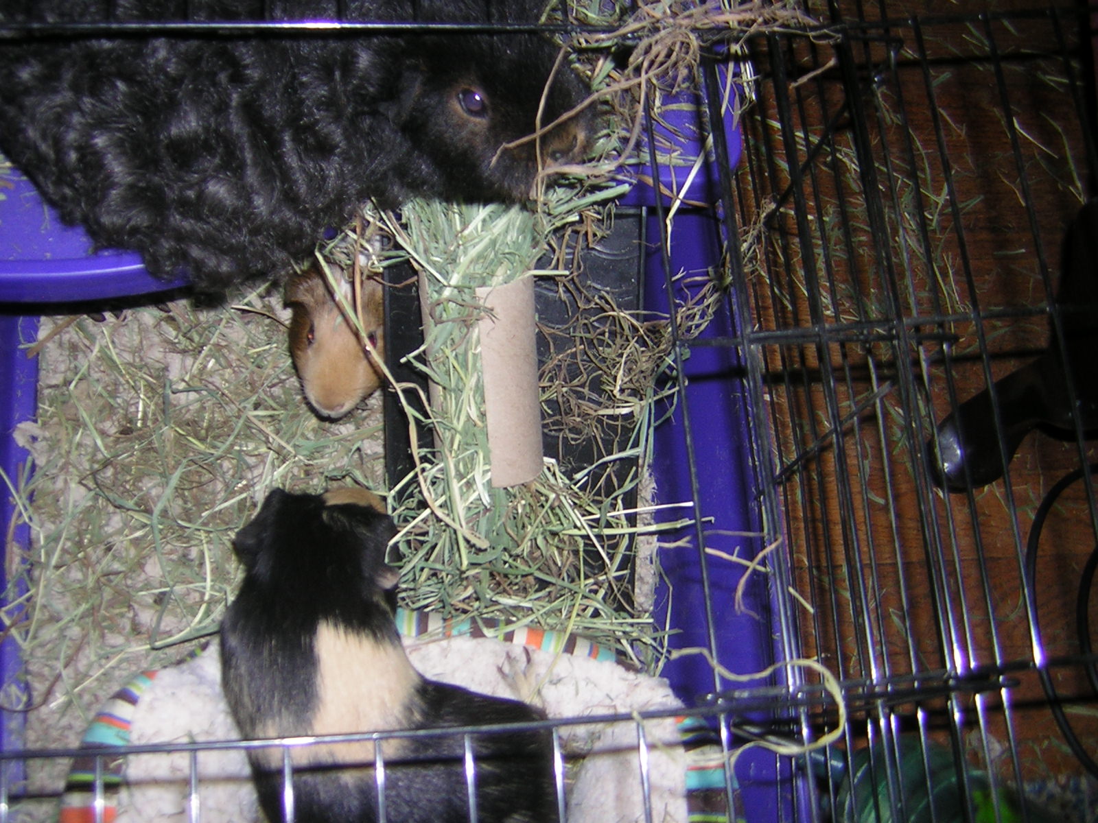 Cavy Savvy A Guinea Pig Blog Toys for Guinea Pigs Toilet Paper Rolls