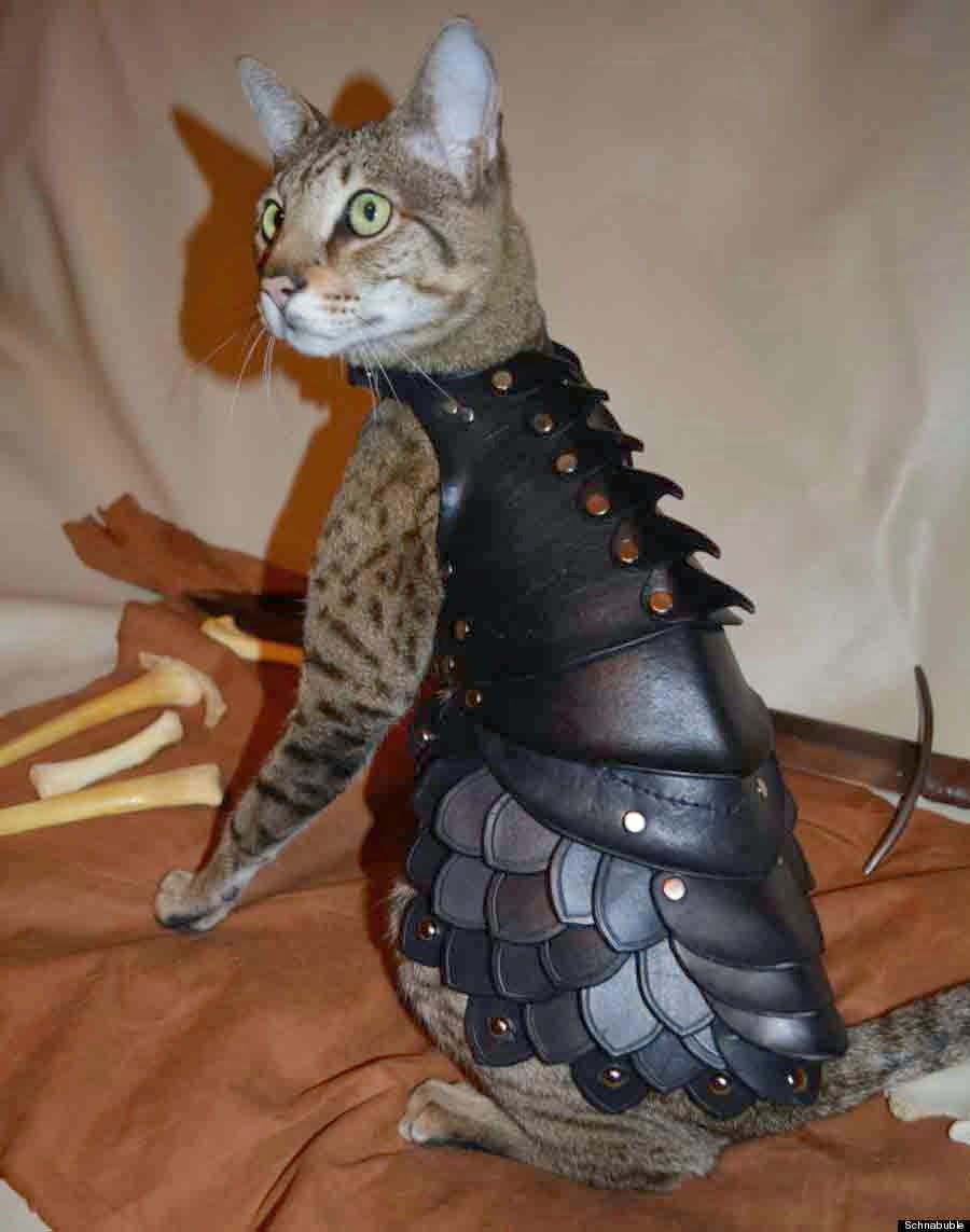 93 Foto Gambar Kucing Hormat Terlihat Keren 93 Foto Gambar Kucing Hormat Terlihat Keren