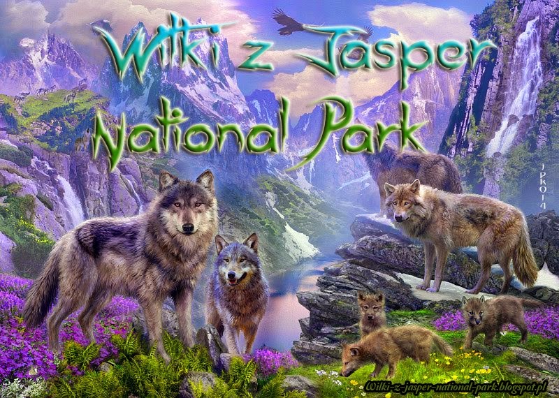 Wilki z Jasper National Park