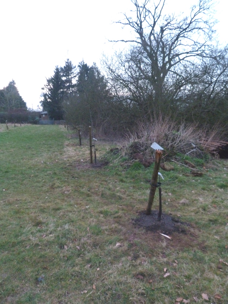An English Homestead Planting Damsons & A Tree Monster
