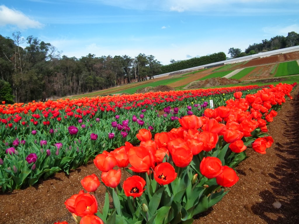 Cherry Garden Dolls Spring! My favorite spring flowers...Tulips Farm