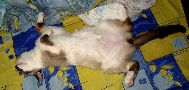 Кот Фунтик спит кверху пузом на диване