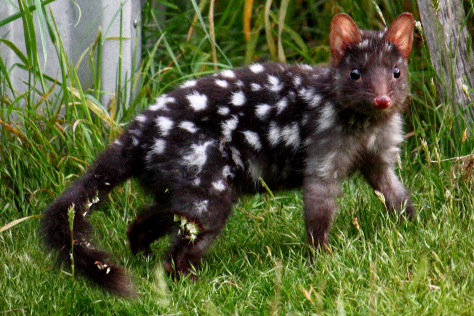 Zoo Volunteer New Arrival Eastern Quoll