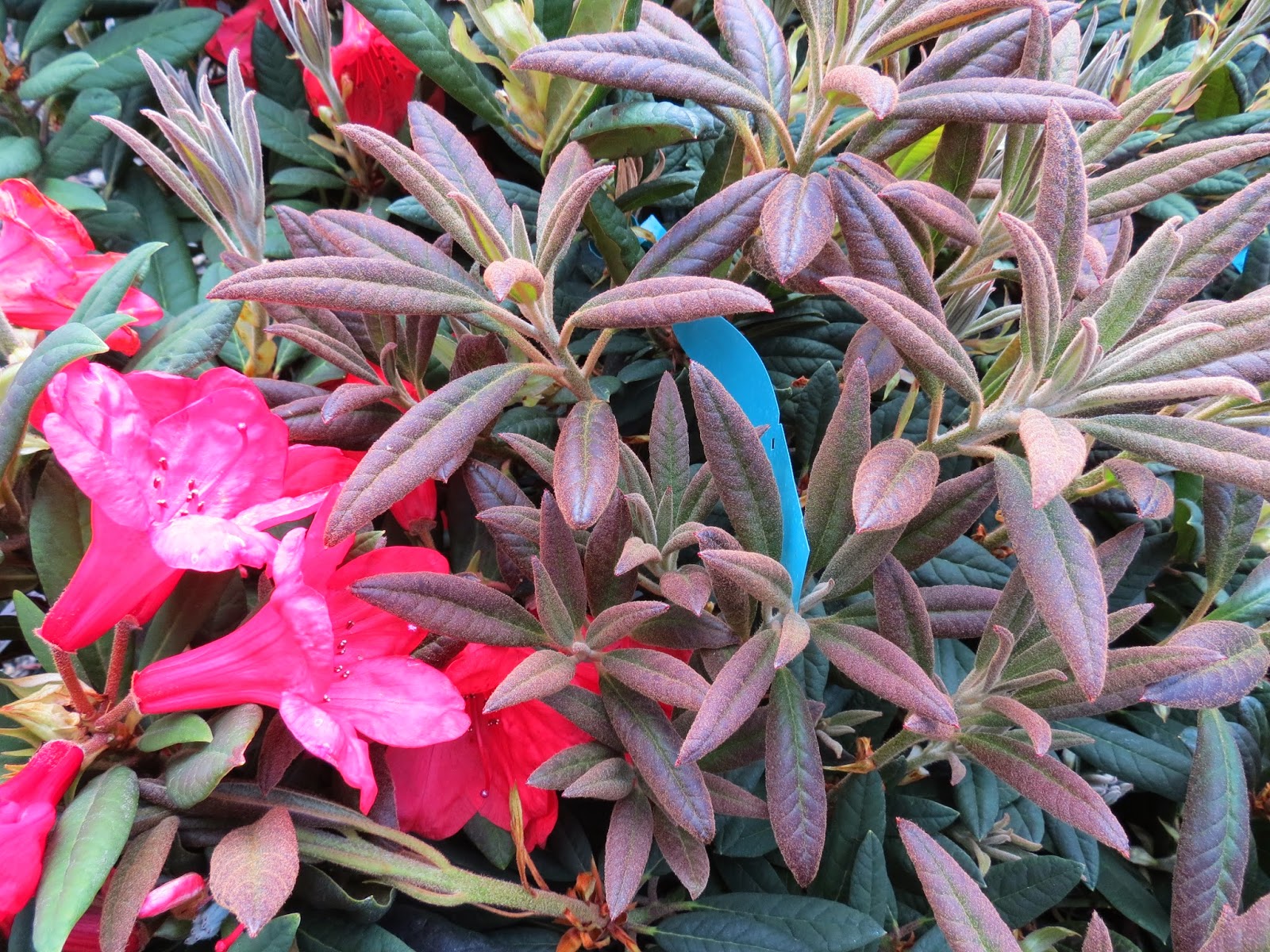 A Visit to Tsugawa's Nursery