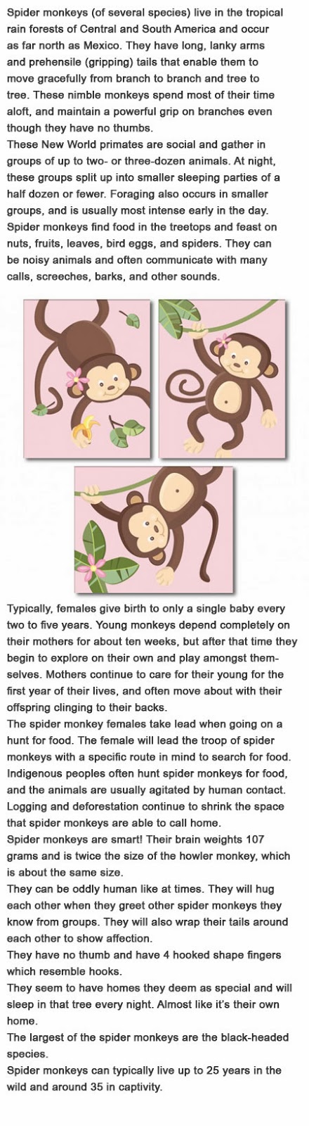 Spider monkey facts for kids