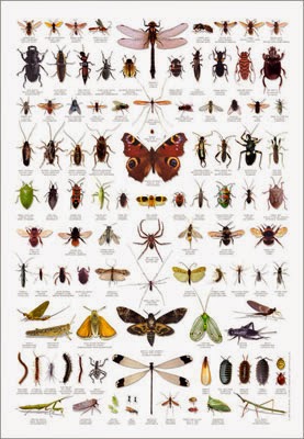 chumleyscobey art room roberto the insect architect gnat identification chart