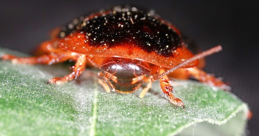 dubia-roaches.jpg
