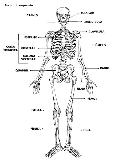 PETI Itumbiara: Corpo humano: atividades (parte1)