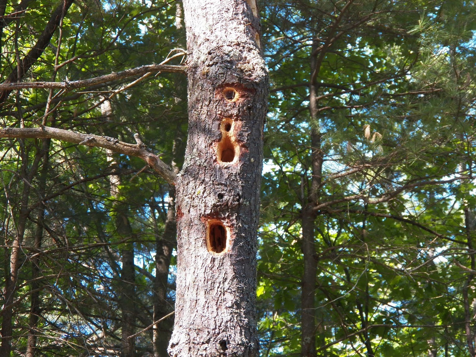 What Lives in my Yard? Woodpecker Hole Identification, Pileated Woodpecker