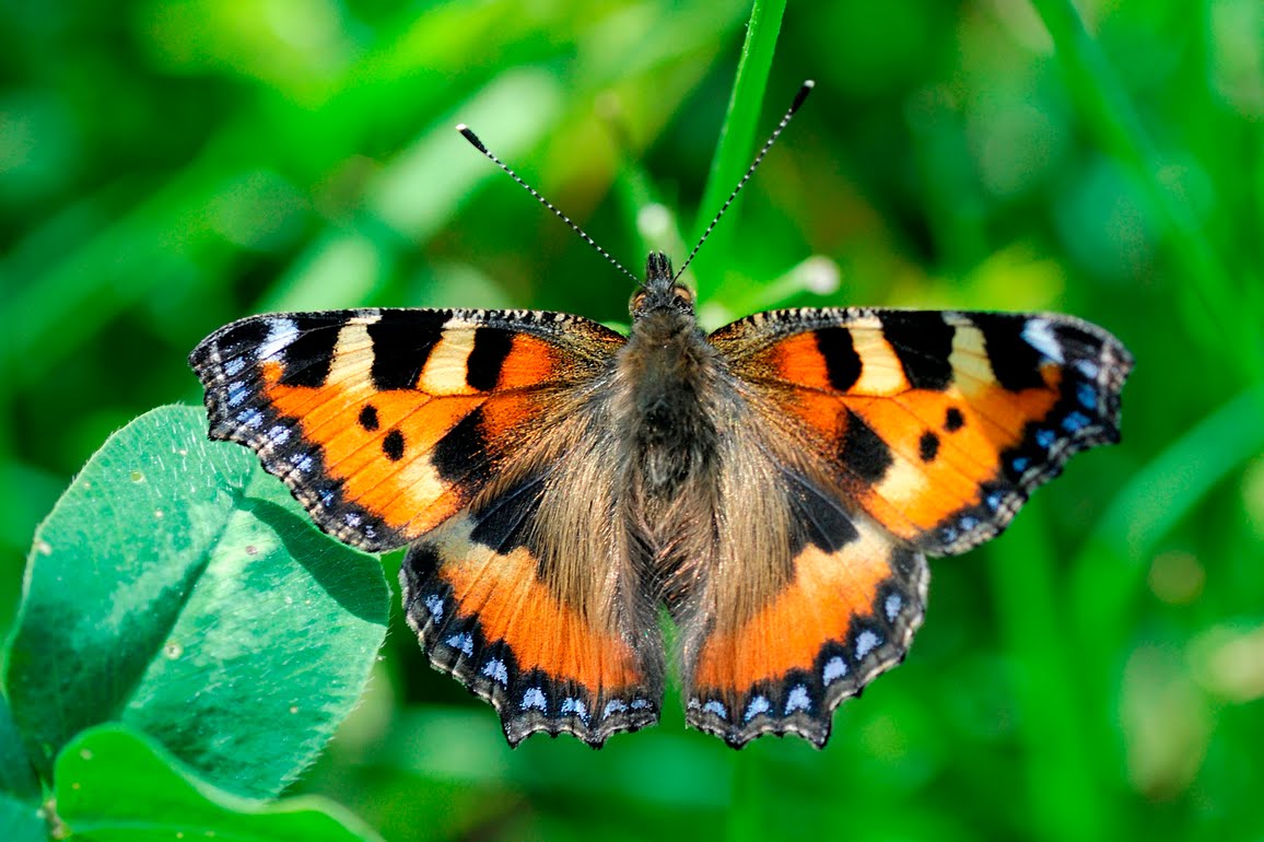 Mariposa Monarca