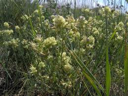 Cluster Approach to Food Security