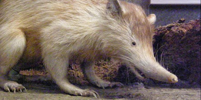 Wow! Tikus Langka Raksasa Berbisa ini Ditemukan di Kutai Timur Wow! Tikus Langka Raksasa Berbisa ini Ditemukan di Kutai Timur
