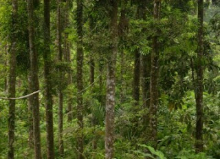 Macam-Macam Tumbuhan Langka di Indonesia Macam-Macam Tumbuhan Langka di Indonesia