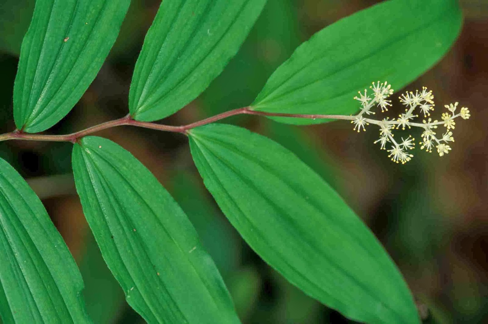Kentucky Native Plant and Wildlife 2013