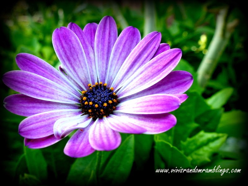 The Flower Dome, Gardens by the bay