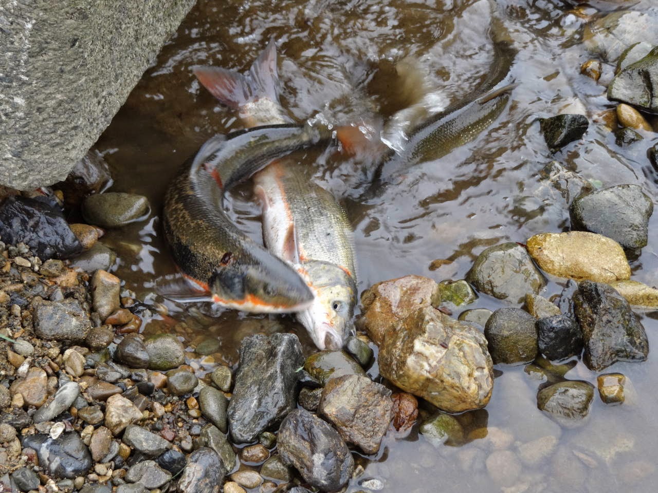 柳瀬川だより マルタ釣り人が出ています