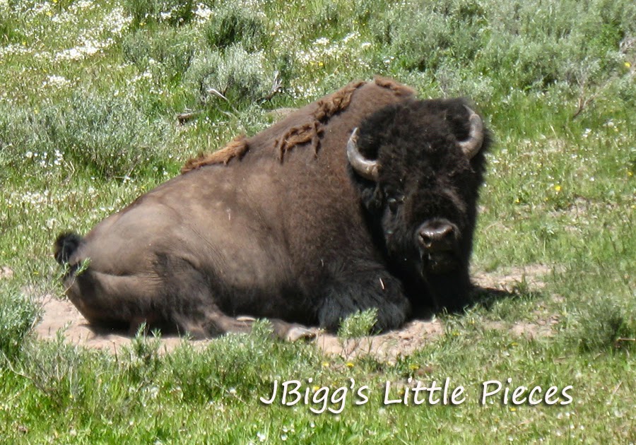 JBigg Life in Kentucky The Buffalo (Bison) of Yellowstone