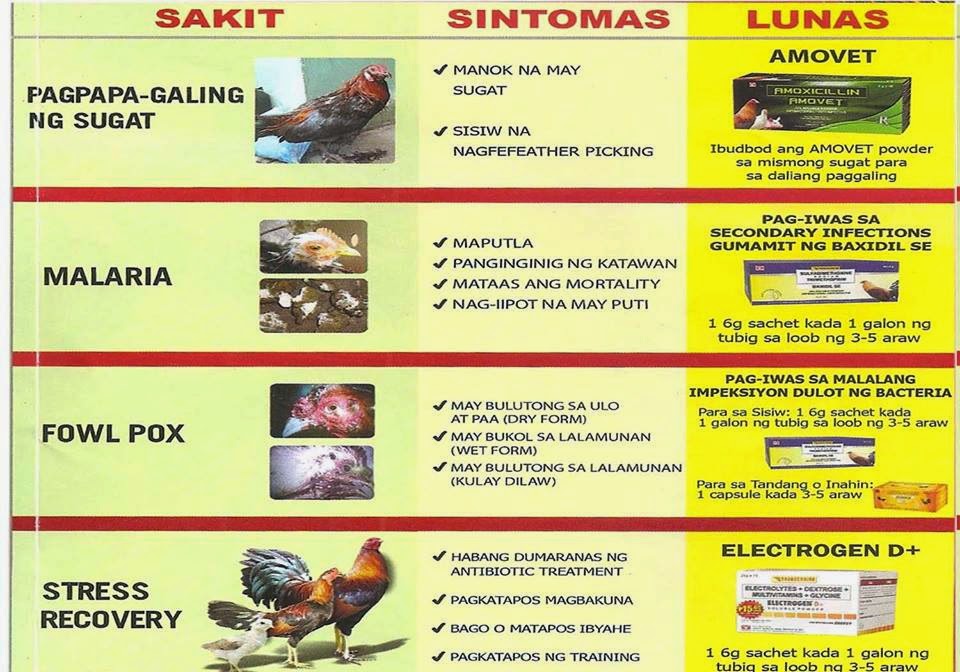 Sabong Cockfight Medication