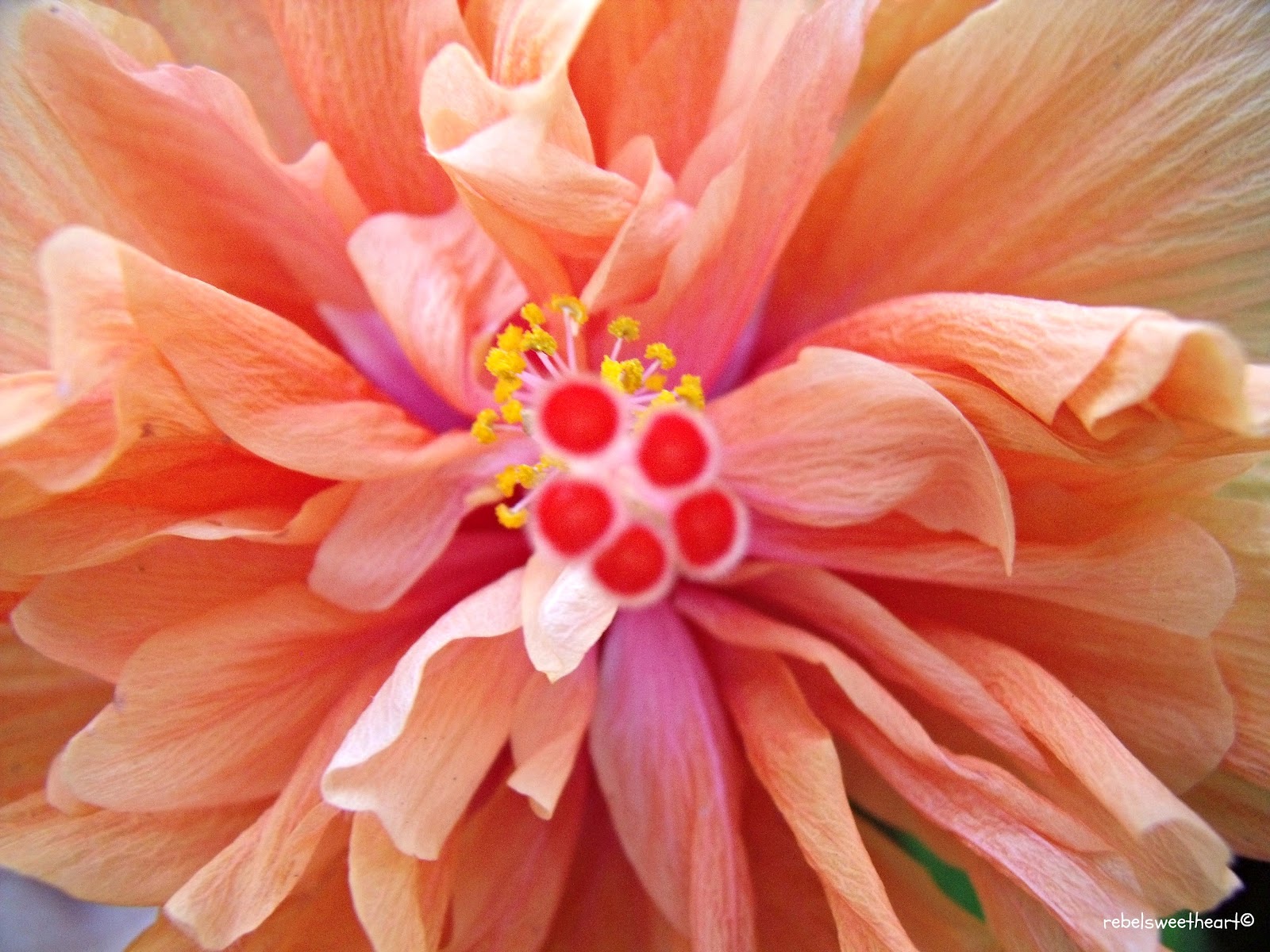 coral flower Shade flowers, Coral flowers, Flowers
