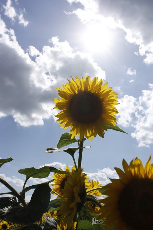 DC Scorpio Blog Sunflower Field in Montgomery County, Maryland