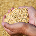 Procurement of Foodgrains on MSP