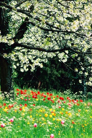 iphone wallpaper background