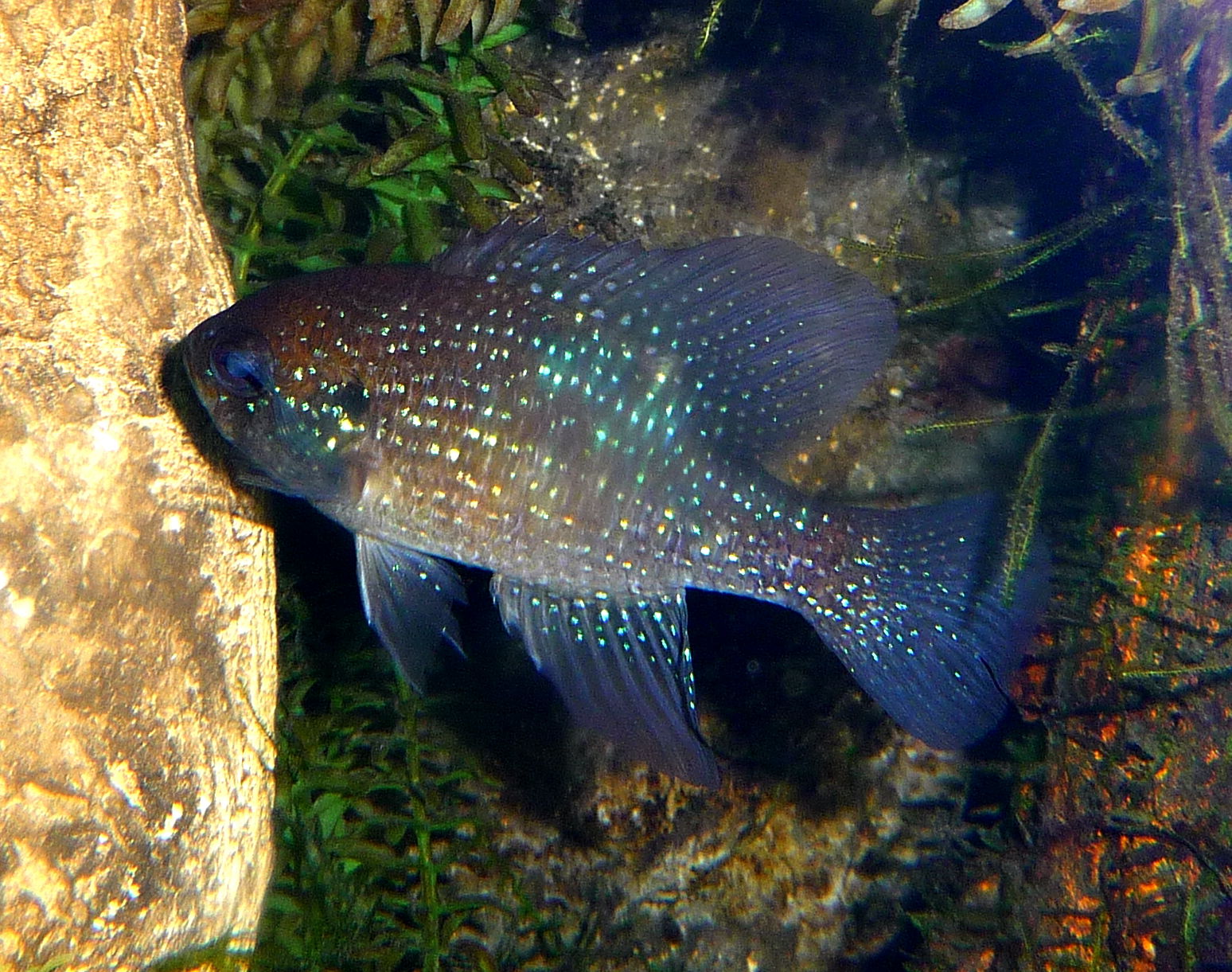 Virginia Fishes Ponds