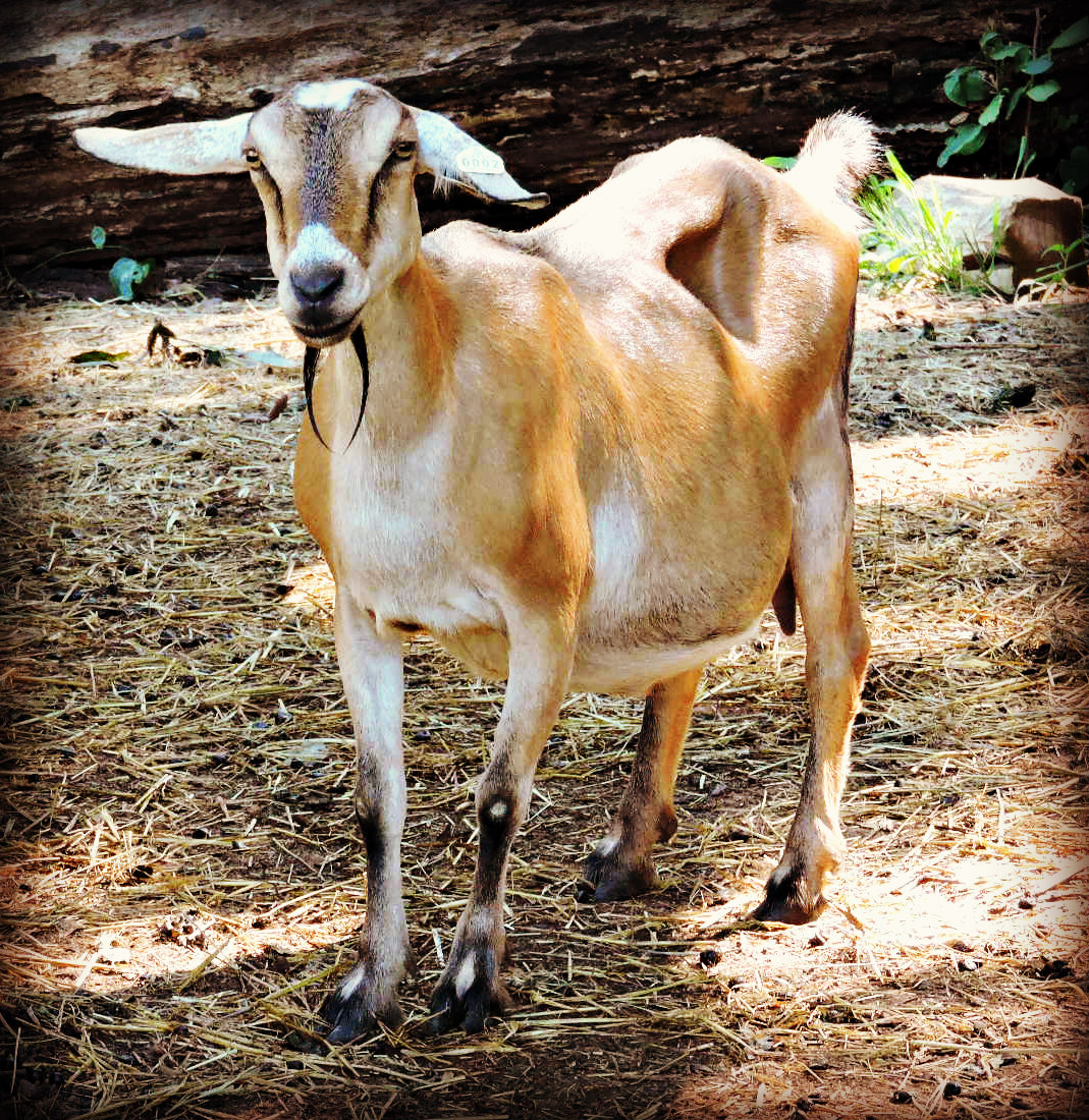 Life With the Goodwife Effects of Copper Deficiency on Goats......