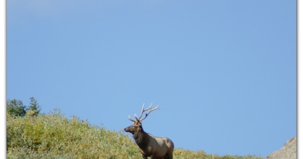 The Wild Side Minnesota Elk Hunt Extended