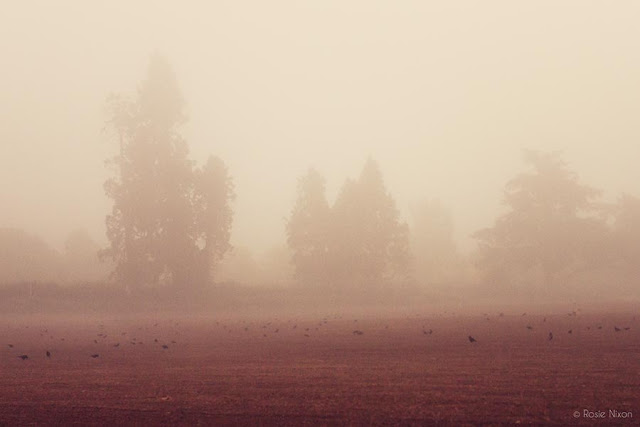 photographing fog - crows in Perthshire field in fog
