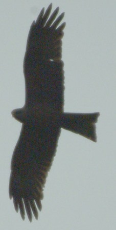 BLACK KITE-MOORE NATURE RESERVE-20TH MAY 2005