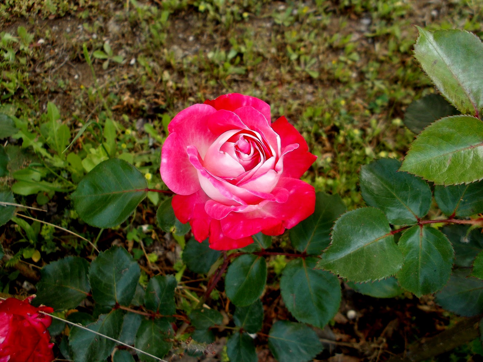 Begonvilli Ev Halleri begonvilliev Sayfa 2