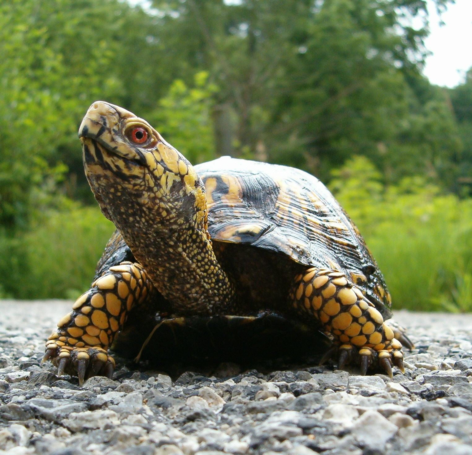Eastern Box Tortoise