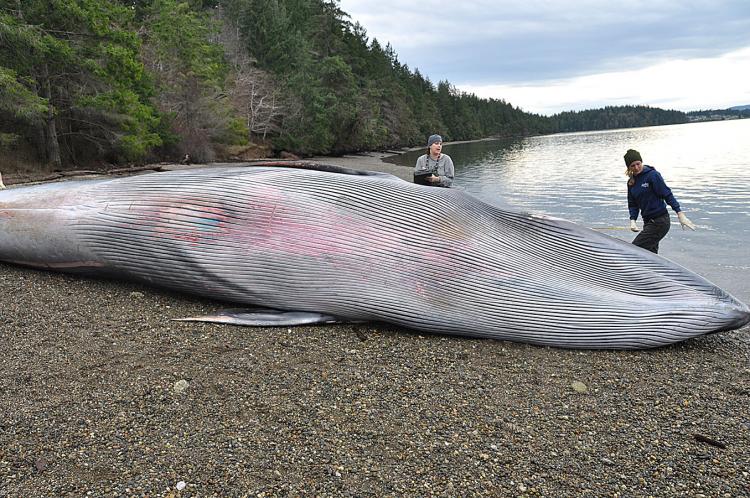 bryde whale