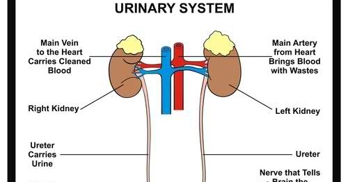 Human Anatomy: THE URINARY SYSTEM