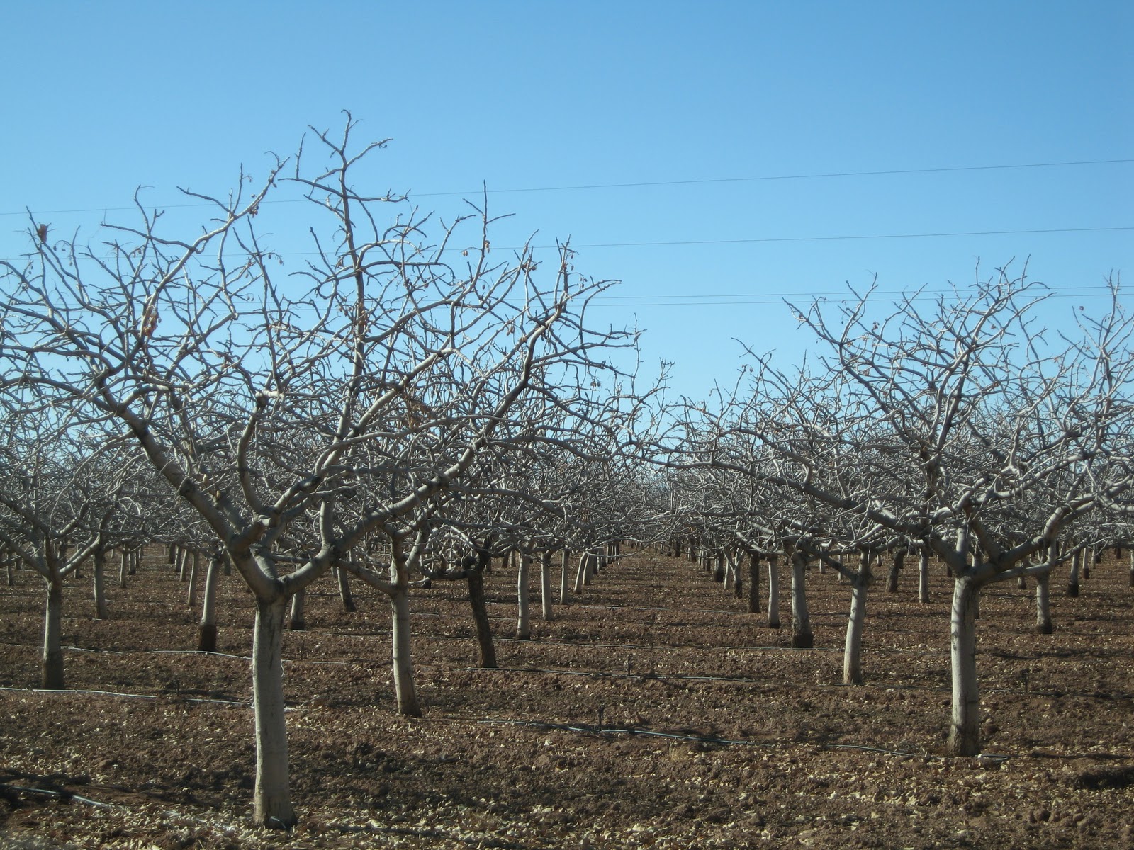 Marpeg ALAMOGORDO AND WHITE SANDS NATIONAL MONUMENT, NEW MEXICO