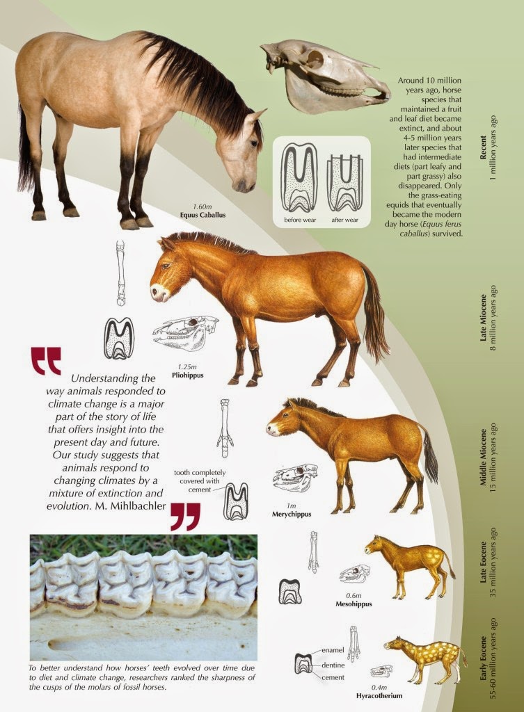 Rice County 4H Equine Knowledge Origin of the Horse