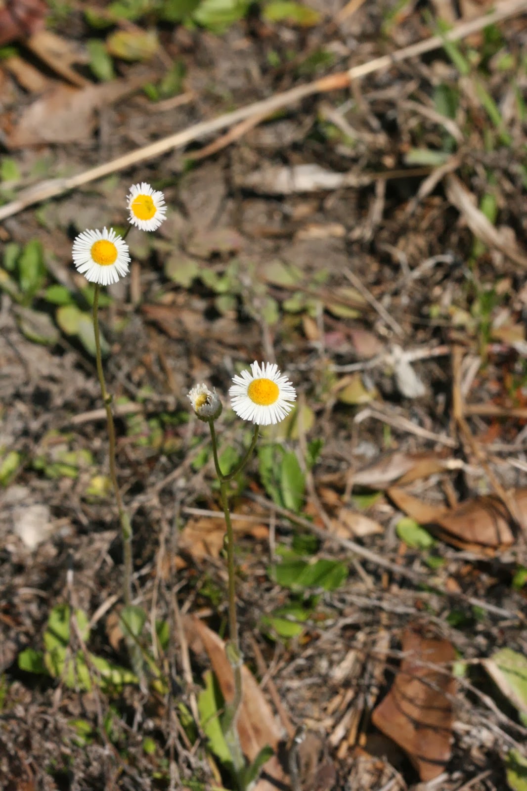 Native Florida Wildflowers Daisy Fleabane Erigeron Quercifolius