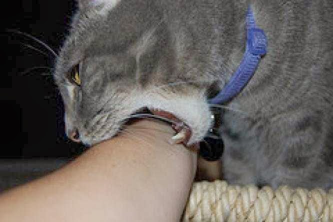 Kasak Kusuk News Terinfeksi Karena Gigitan Kucing Pria Di Toronto Meninggal