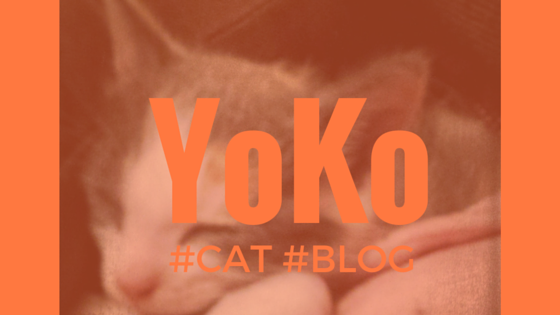 The Yoko cat blog