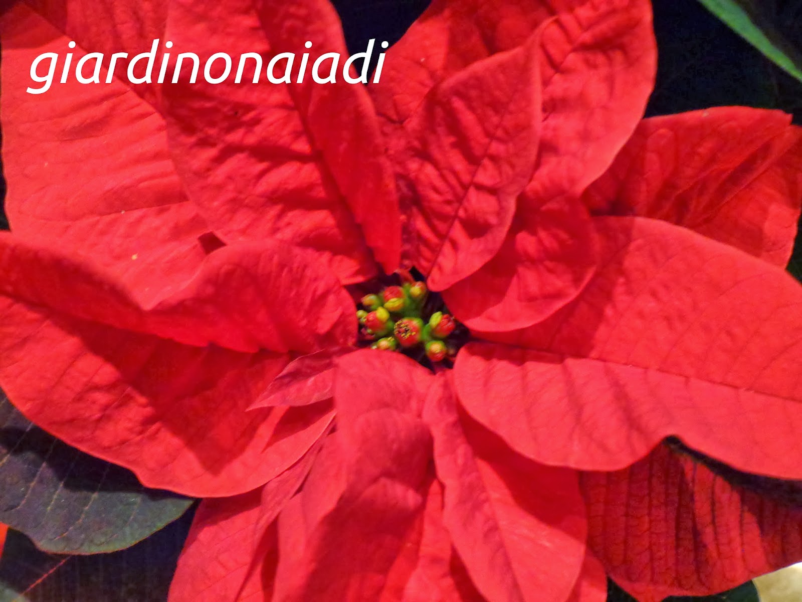 Quando Potare Stella Di Natale.Il Giardino Delle Naiadi Euphorbia Pulcherrima La Stella Di Natale