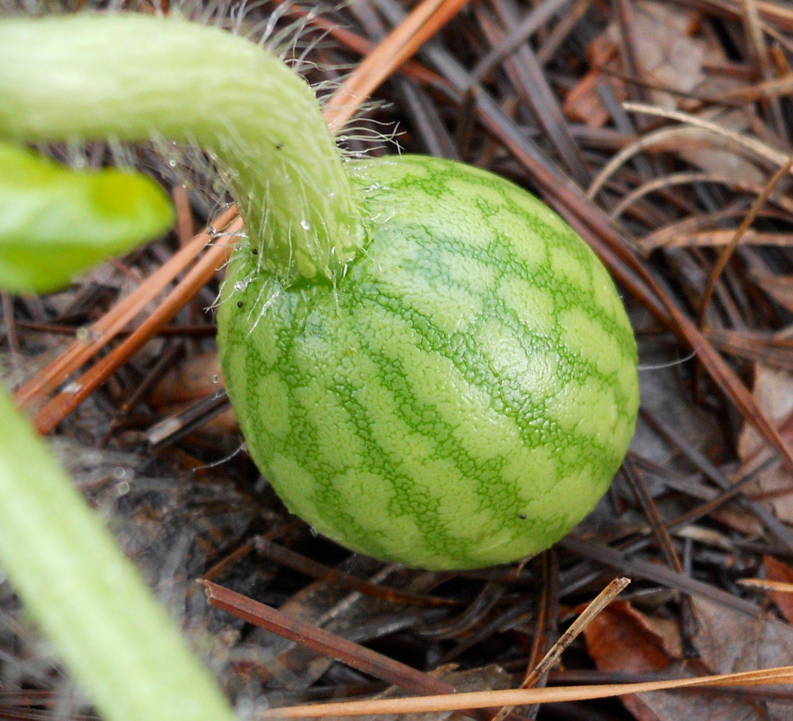 Home Garden Watermelon Vines in Christ