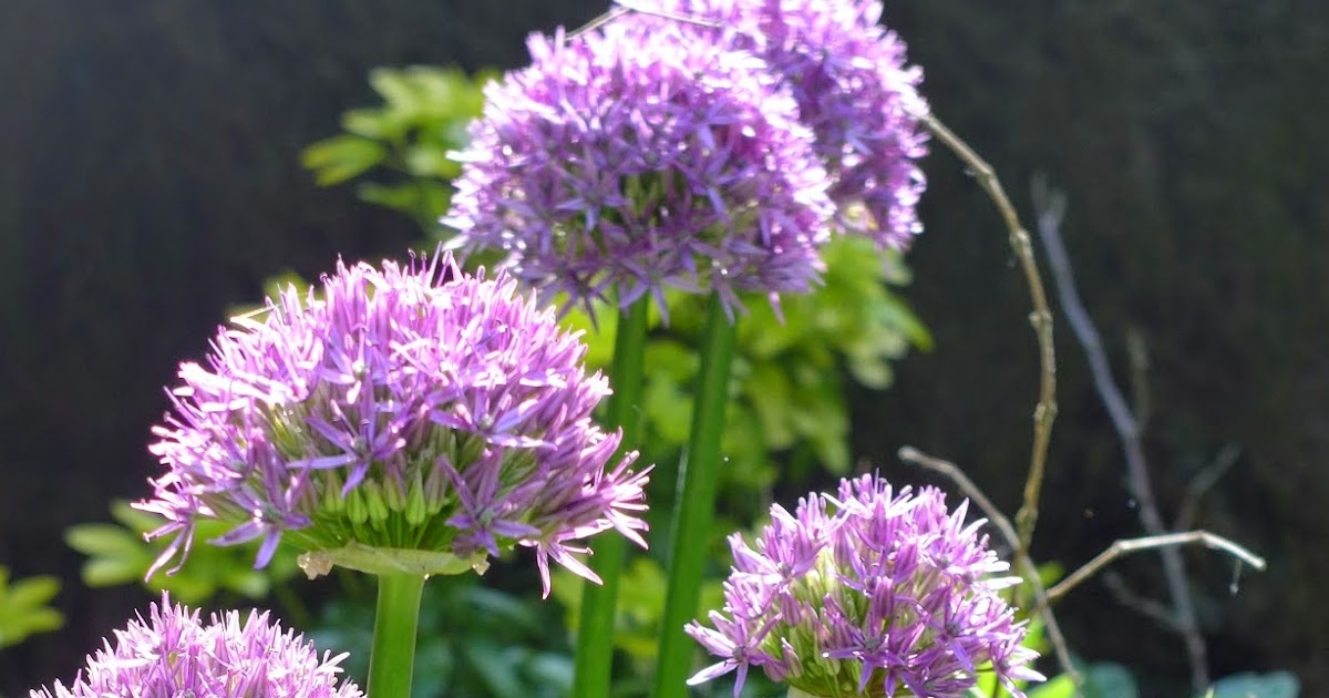 Basicallyitsgrowing Planting Allium bulbs