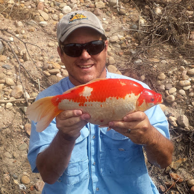 Large red and white goldfish caught on a fly