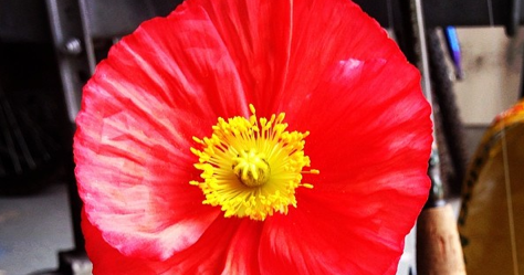 Style and Sprinkles: Spring Flowers!