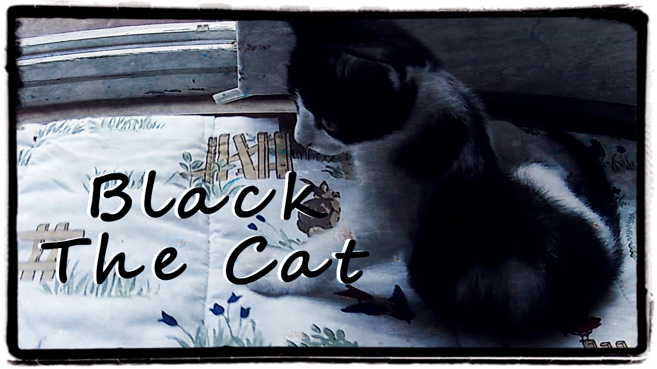Black - The Cat