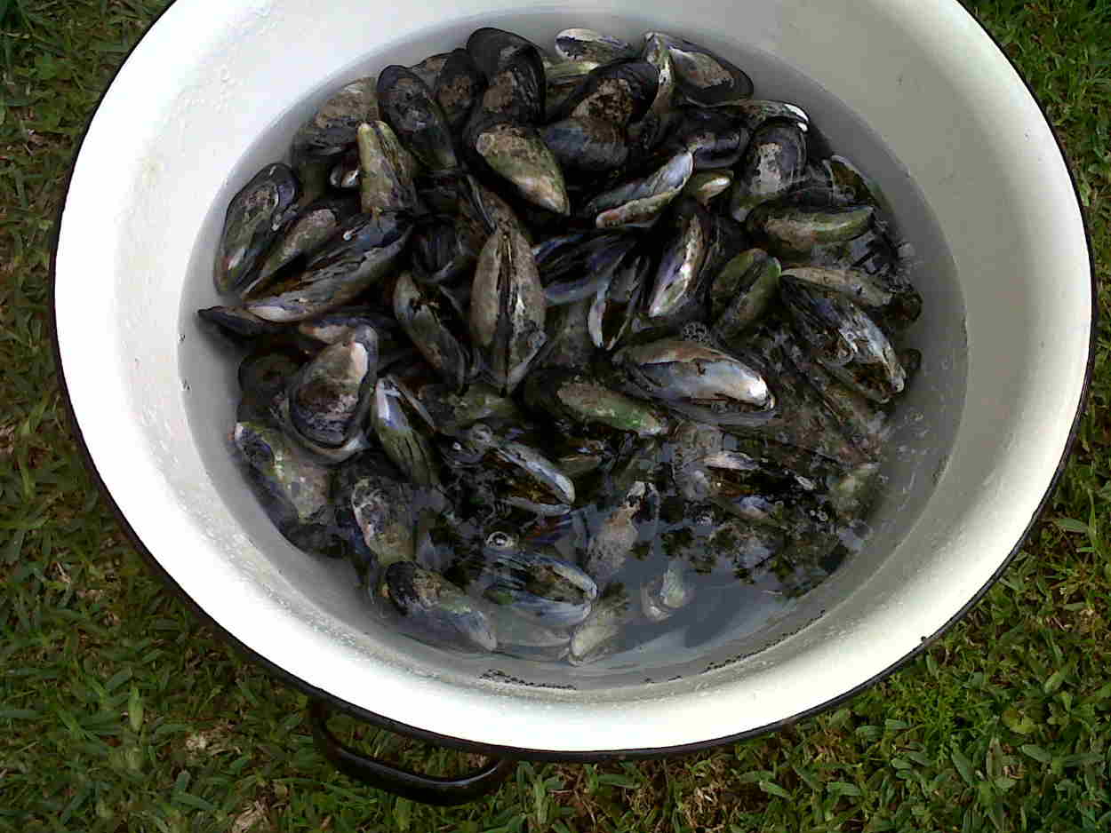 smashing Picking mussels in the mist