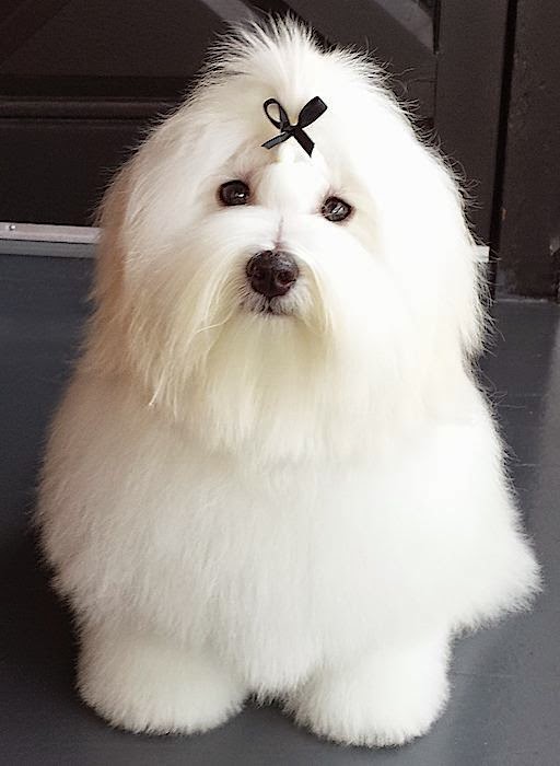 Coton de Tulear, has a habit of jumping up and walking on its hind legs to please people.