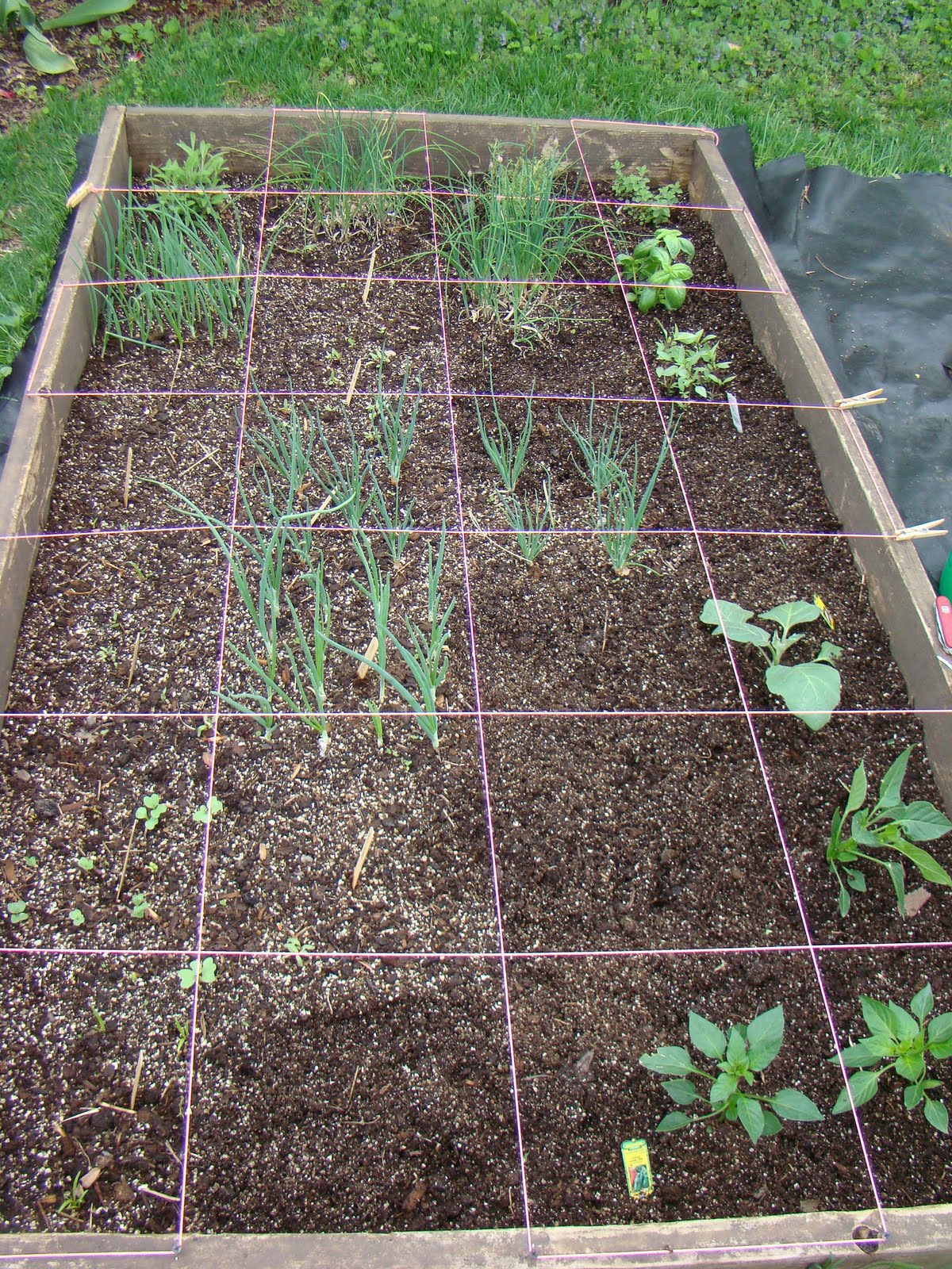 Setting out plants in the square foot garden